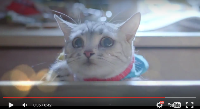 China looks to be getting a live-action version of anime Doraemon, starring an actual cat 【Video】