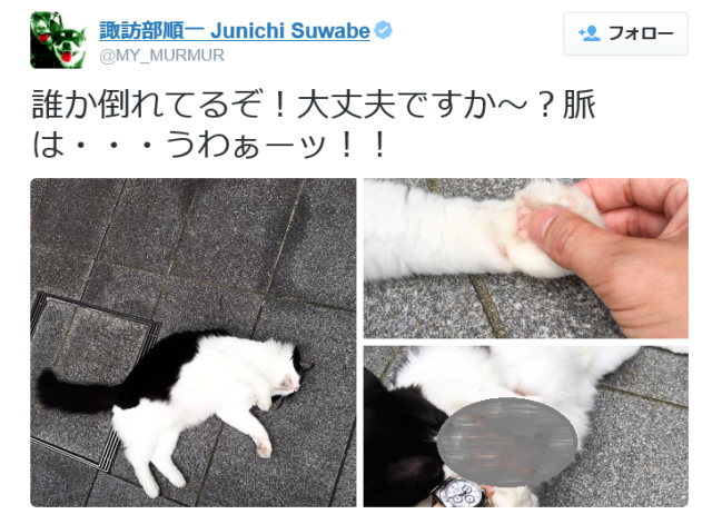 Kitty down! But don’t worry, this cat is actually just fishing for hugs 【Photos】