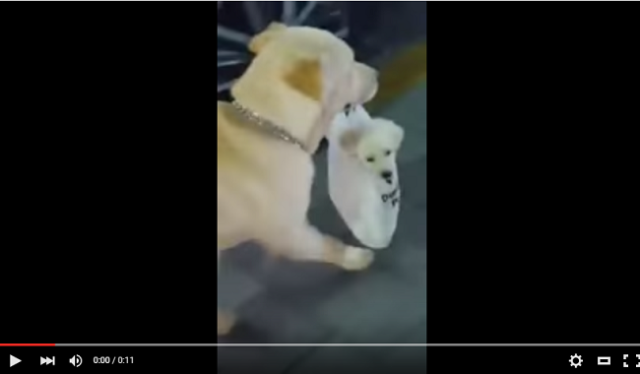 Would you like paper or plastic for that adorable puppy?【Video】