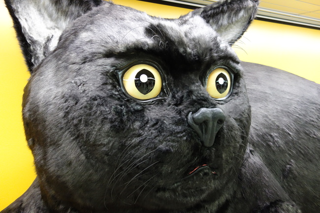 Giant black cat appears in Shinjuku Station, gives gifts in exchange ...