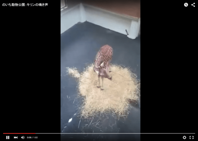 What does the giraffe say? Video captures baby giraffe’s surprising cry