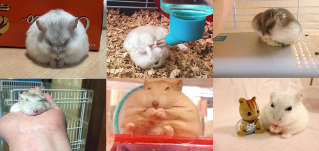 “Cute-but-ugly” photos of hamsters trending as Twitter users celebrate their quirky pets【Photos】