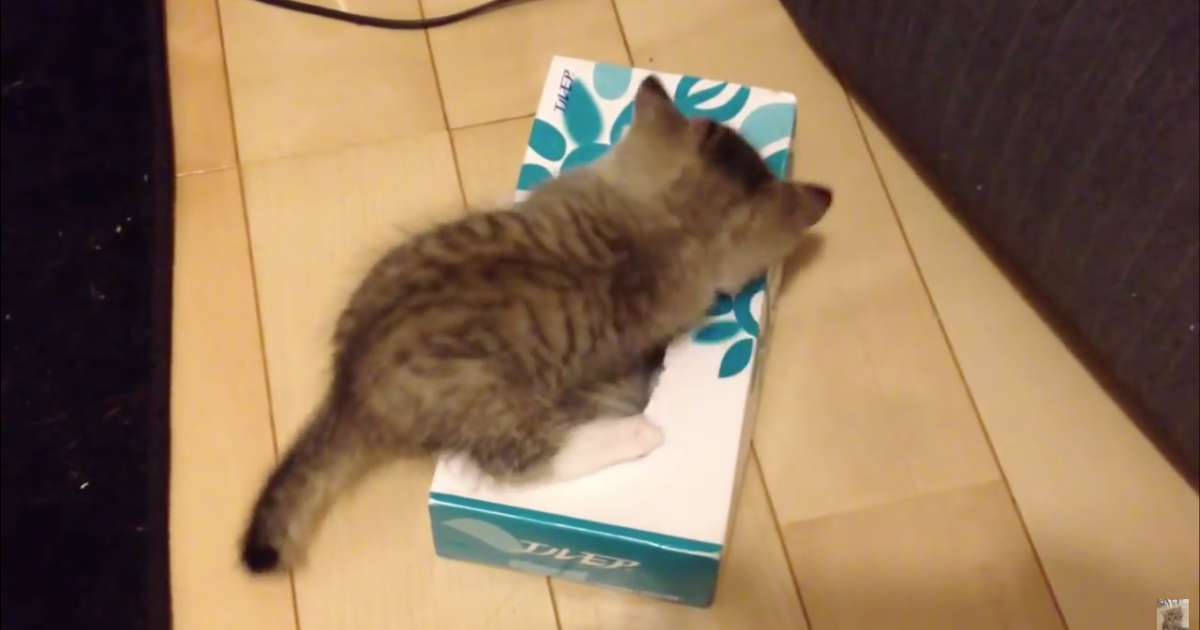 If I fits, I sits! Adorable kitten playing with tissue box finds even cuter  surprise inside | SoraNews24 -Japan News-
