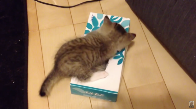 If I fits, I sits! Adorable kitten playing with tissue box finds even cuter surprise inside