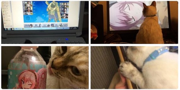 Stray kitten finds loving home, shortly thereafter takes over and becomes immersed in anime