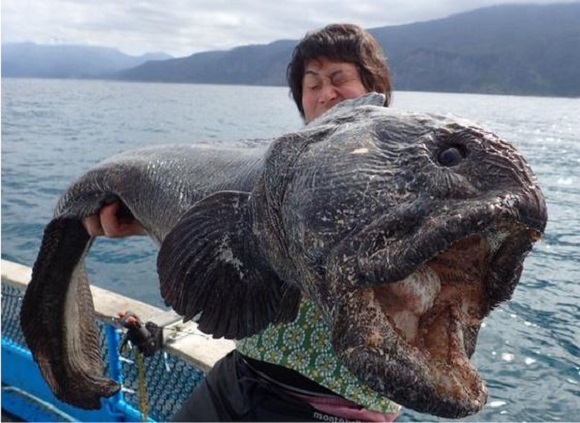 Fisherman catches unreal-looking fish off the coast of Japan, turns out to be quite harmless