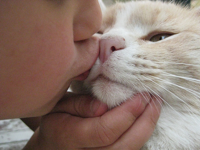 Research from Japanese university claims kissing pets can cause stomach cancer