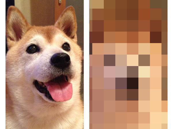 Popular cosplaying Shiba Inu H-chan begs for a snack, gets a bowlful of regret instead