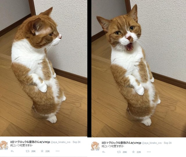 This cat’s posture is terrible