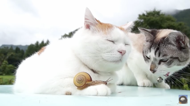 Video of Japanese cats relaxing with chill snail friend will make you feel purr-fect happiness