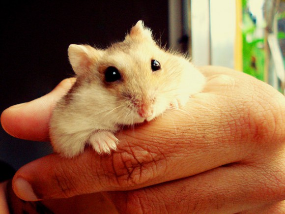 “Come on Hammy, time for walkies!” Old man attempts to walk hamster on leash in Tokyo 【Video】