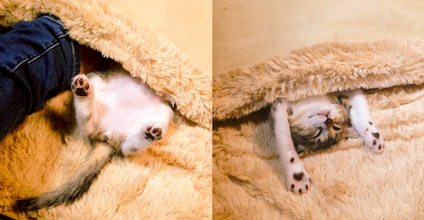 Kittens sleeping in foot-warming hot carpets are too cute for words 【Pics & Videos】