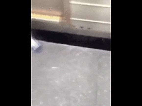 Pigeon cuts in line, casually boards train in Japan【Video】