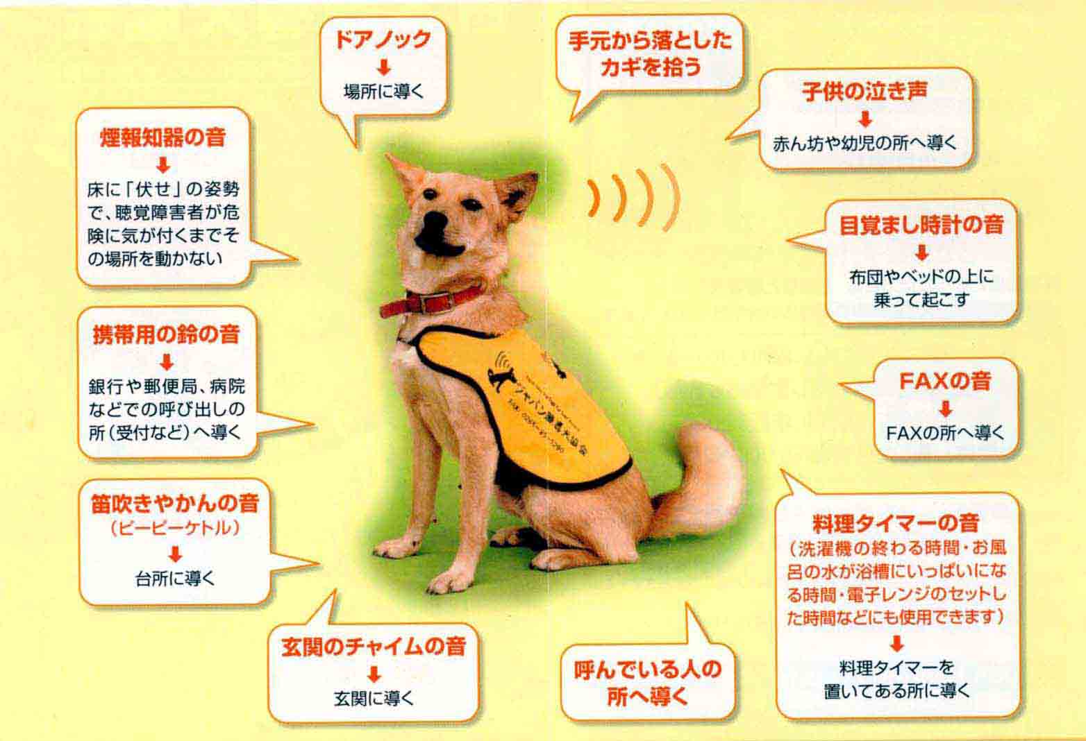 “No dogs allowed” Why one service dog was refused entrance to these restaurants in Japan