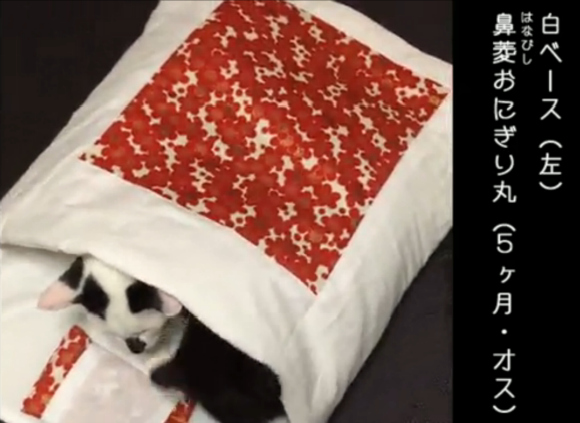 Kitties wrestle before bedtime in their cat-sized futon【Video】
