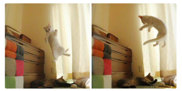 Playful leaping cat melts hearts online as it entreats its fellow feline to play