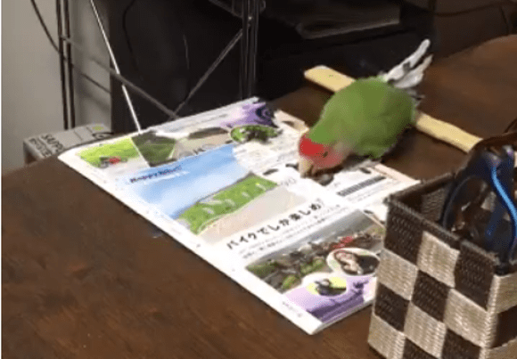 Adorable parrot uses magazine scraps to enhance tail feathers, be the squawk of the town 【Video】