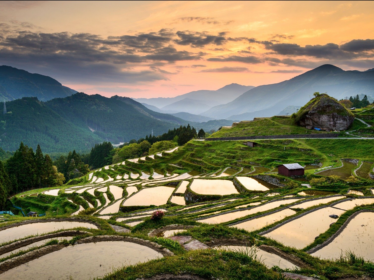 rice paddy japan