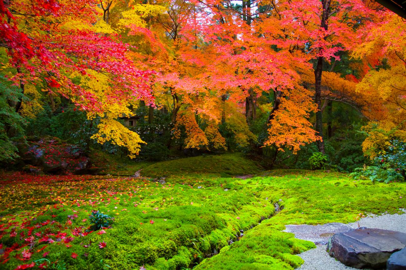 Kyoto’s Rurikoin Temple to offer stunning views of autumn leaves for a ...