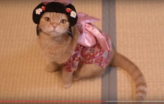 10 Cats have a fancy dinner with salad and kimonos【Video】