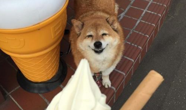 Would you share your ice cream with this Shiba Inu?