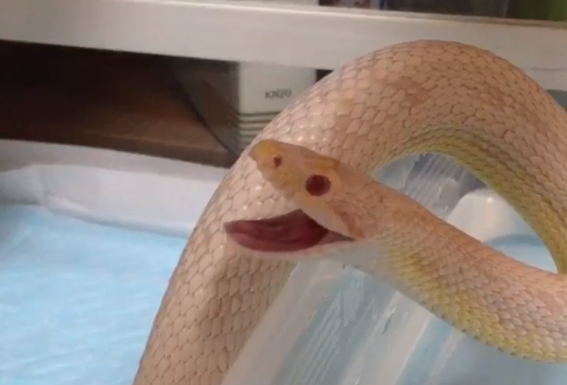 Yawning snake is surprisingly cute, hanging on your every word 【Video】
