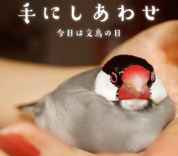 Happy Java sparrow Day! Pet owners celebrate their adorable birds on Twitter【Photos】
