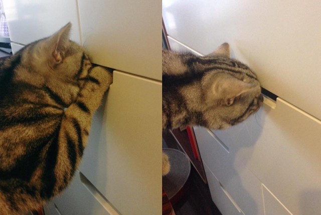 Determined cat tries to get inside all the things, occasionally succeeds【Videos】