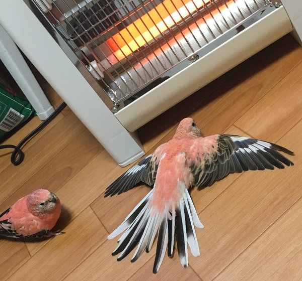 Parrot owner left in the cold in Japan as his pet bird hogs the space heater