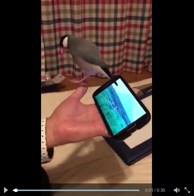 Karaoke-loving pet bird in Japan dances, sings along to rock band’s video 【Video】