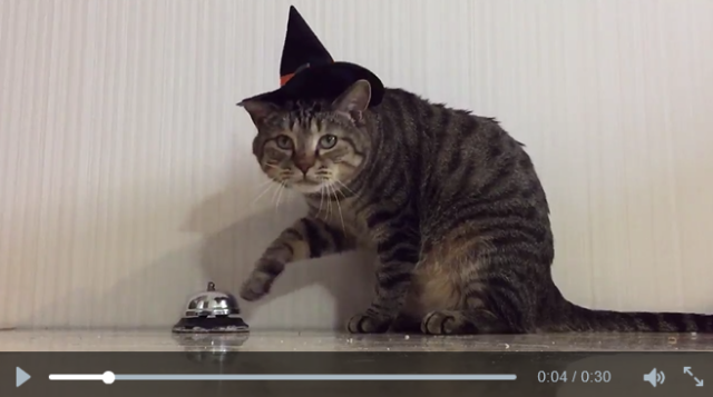 Japanese cat gets in on trick-or-treating fun without saying a word thanks to clever idea【Video】