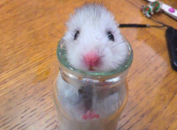 Hamster hides in glass bottle during earthquake in Japan 【Photos】