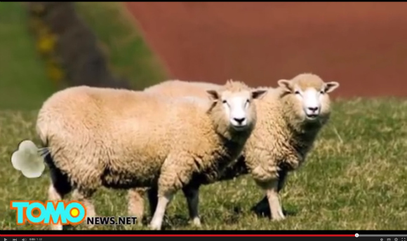 Farting sheep set plane’s alarm bells ringing during flight to Malaysia