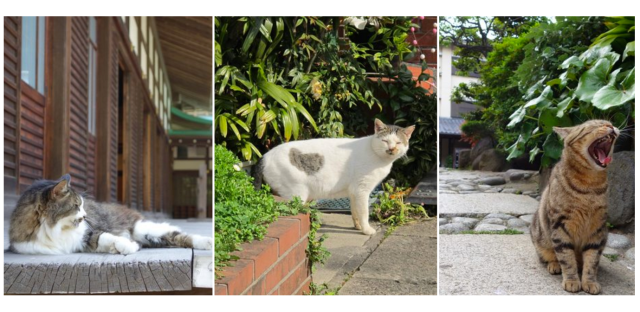 Japanese netizen travels Japan, takes photos of the country’s many (many) awesome cats【Pics】