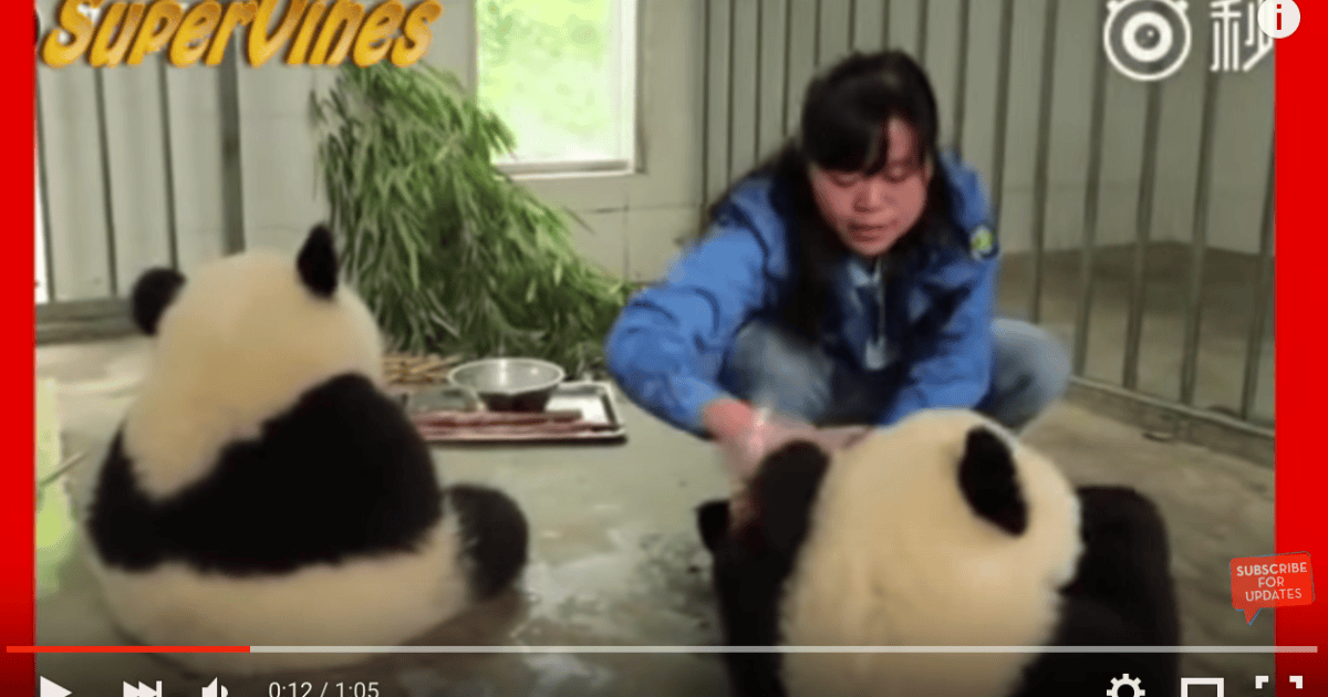 Panadas Hand Hand-washed pandas look adorable, melt our hearts【Video】 | SoraNews24 ...