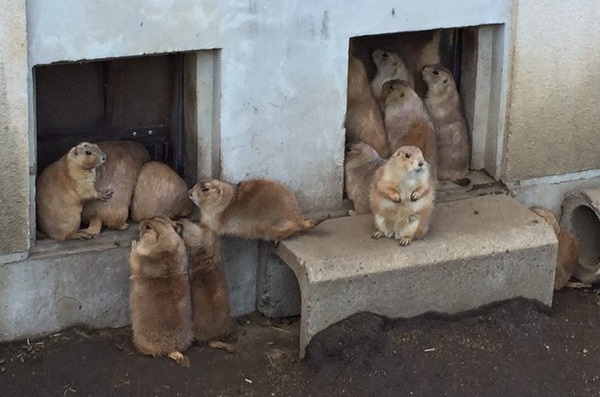 Adorable prairie dog traffic jam wins the hearts of Japanese Twitter users