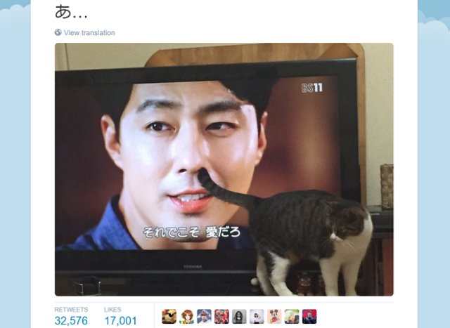 Does true love feel like a cat’s tail? Perfectly timed photo has Internet commenters laughing