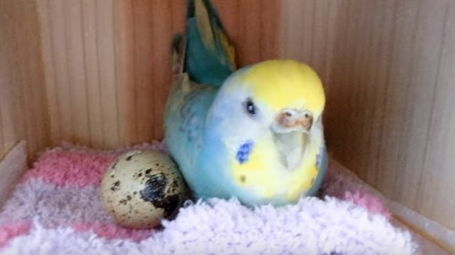 What happens when you give a parakeet a store-bought quail egg? A quail baby, if you’re lucky!