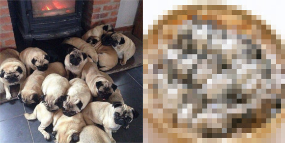 Can you guess what type of seafood pugs look like?