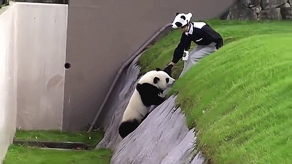 Playing with pandas: Do Adventure World’s zoo keepers have the best job ever?【Video】