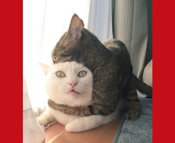 Headlocking kitty in Japan sparks online debate about when to break up cat fights
