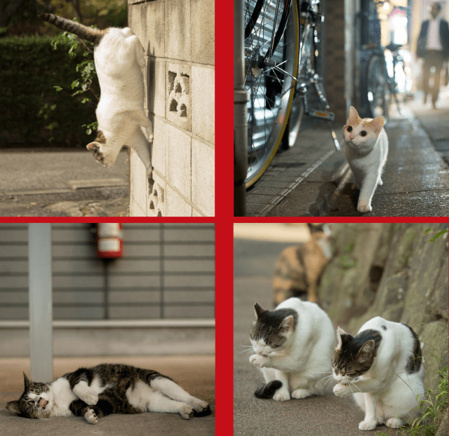 Japanese photographer captures cats at their most athletic, adorable, and synchronized moments