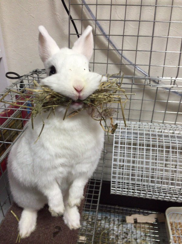 Adorably derpy bunny melts even the most frigid hearts on Japanese ...