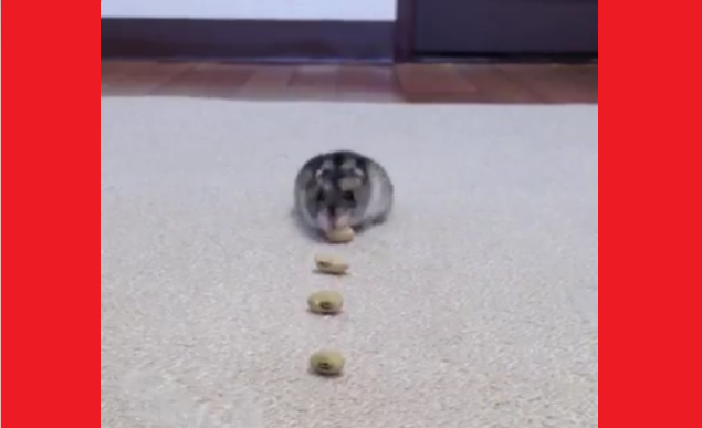 Twitter has “cute competition,” this hamster is winning with amazing vacuum cleaner impression