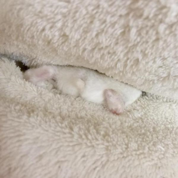 Hamster butts come in three varieties, and they’re all adorable 【Photos/Poll】