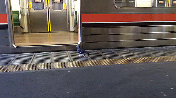 Pigeon gets on the wrong train but doesn’t notice in time—we can totally empathize!【Video】