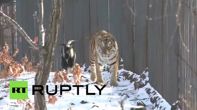 When food becomes friend: An unlikely friendship forms between a tiger and a goat 【Video】