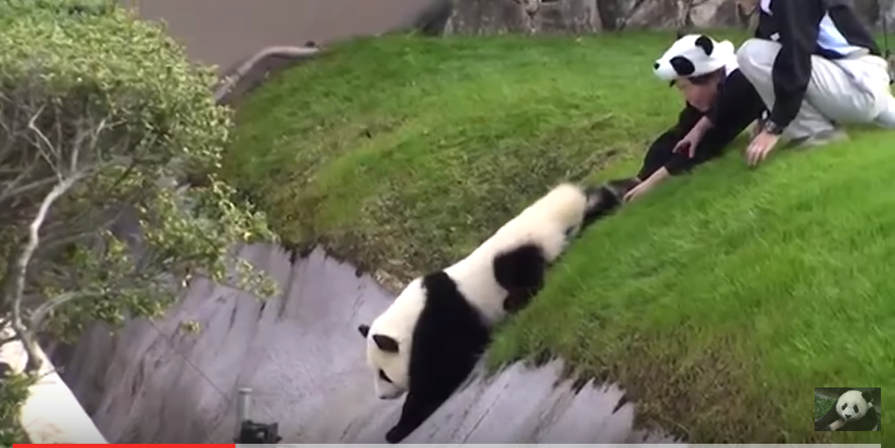 Playing with pandas: Do Adventure World’s zoo keepers have the best job ...