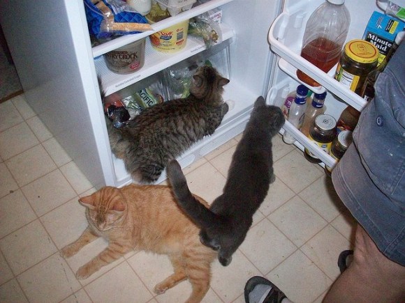 summer-freezer-cats