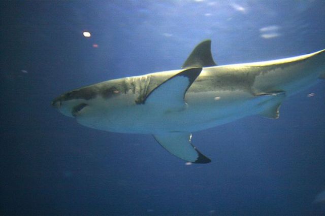 Rare case of great white in captivity ends tragically with death of shark after just three days